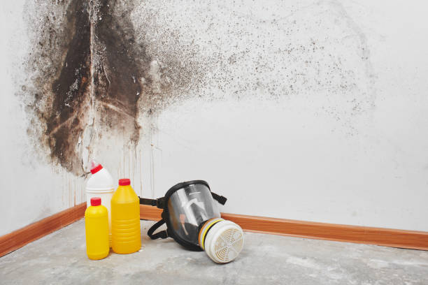 Best Toxic Mold Removal  in Gloverville, SC