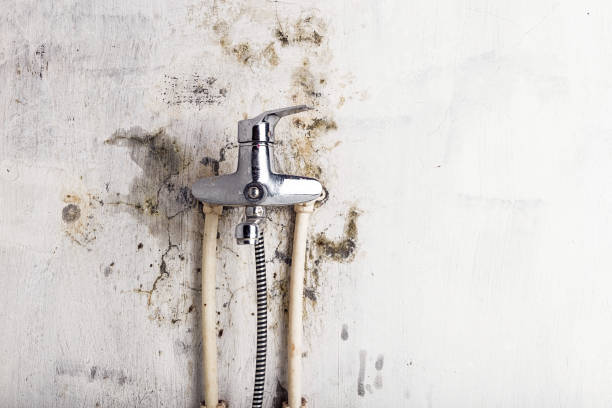 Best Home Mold Removal  in Gloverville, SC