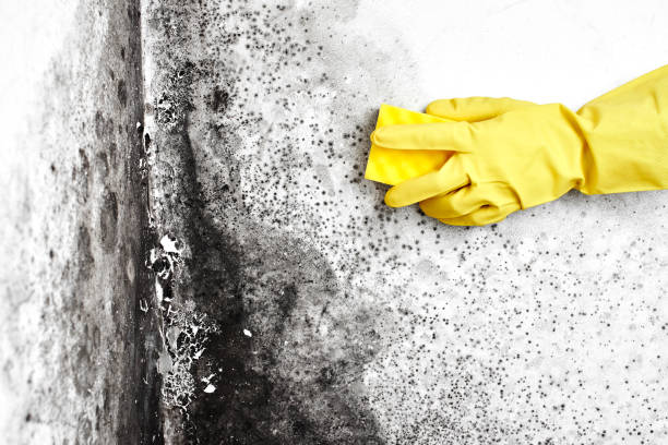 Mold Removal Process in Gloverville, SC
