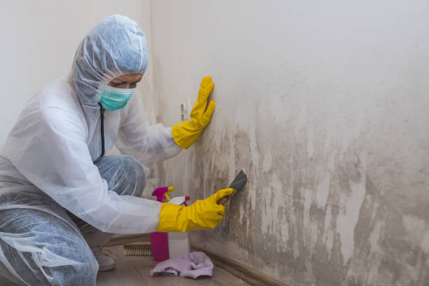 Attic Mold Removal in Gloverville, SC