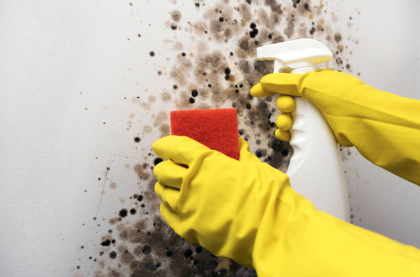 Best Local Mold Removal Service  in Gloverville, SC