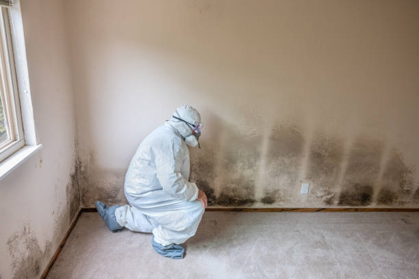 Trusted Gloverville, SC Mold Removal Experts