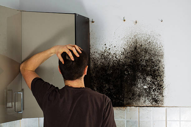 Best Certified Mold Removal  in Gloverville, SC