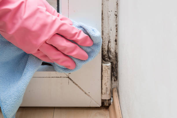 Best Professional Mold Removal  in Gloverville, SC